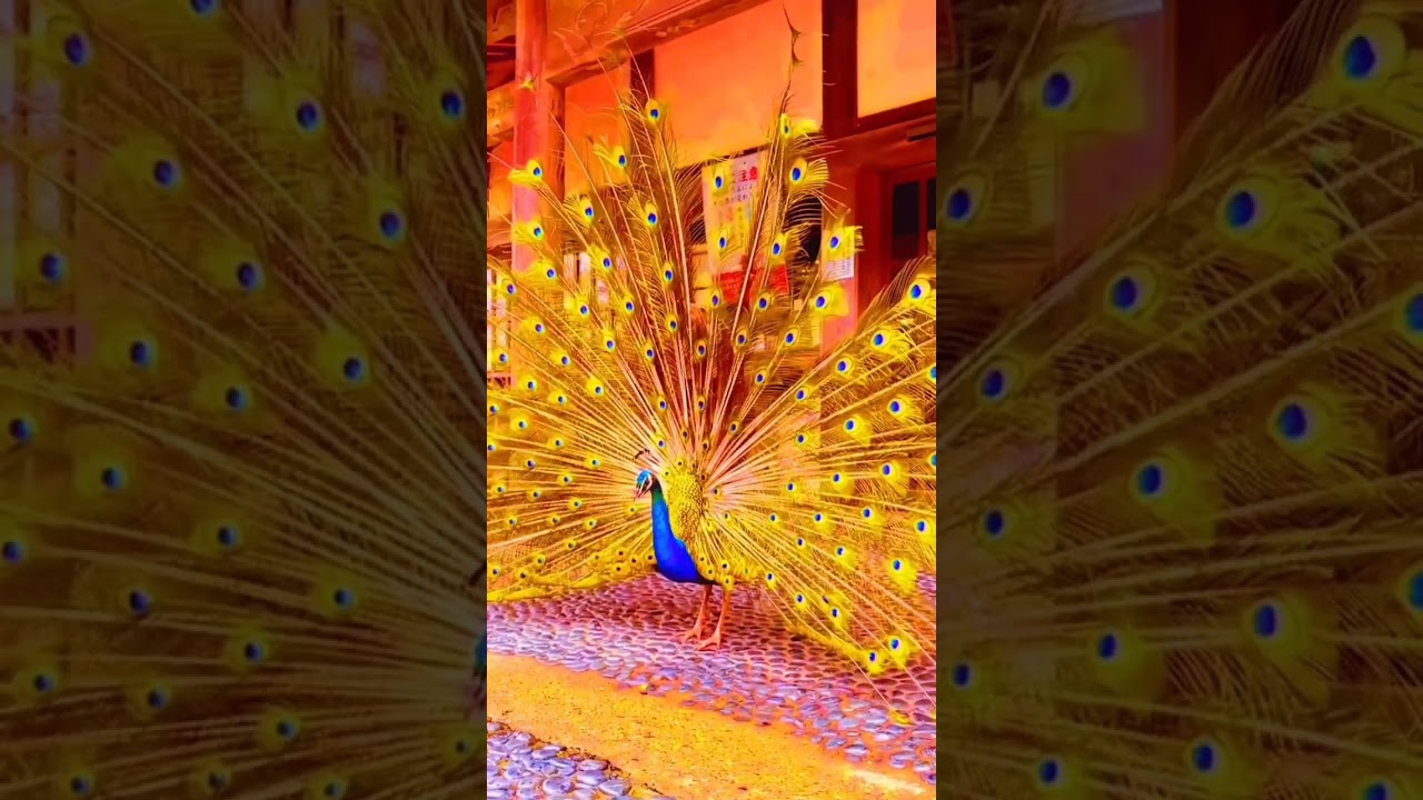 孔雀開屏吉祥如意