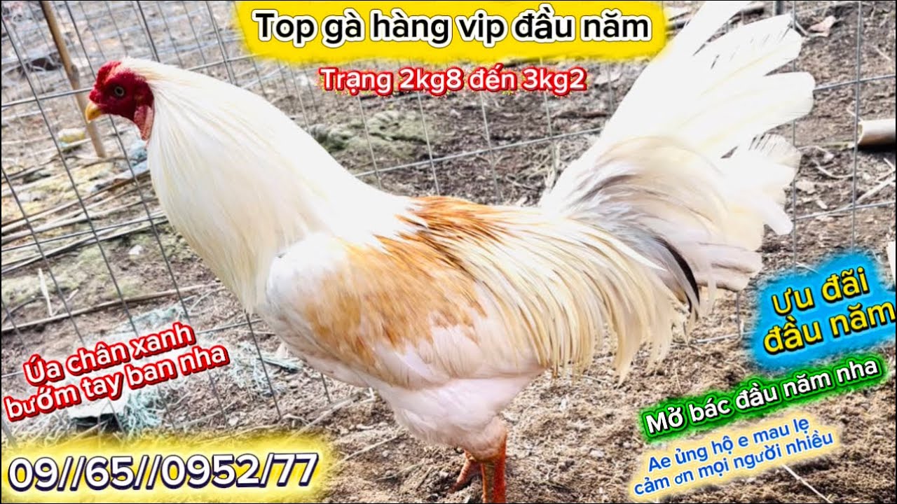 Top gà hàng vip mở bác đầu năm iu thương ae mau lẹ nha e cảm ơn nhiều #HùngCá