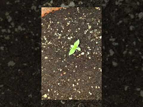 مراحل نمو نبتة المارجوانا حتى القطف