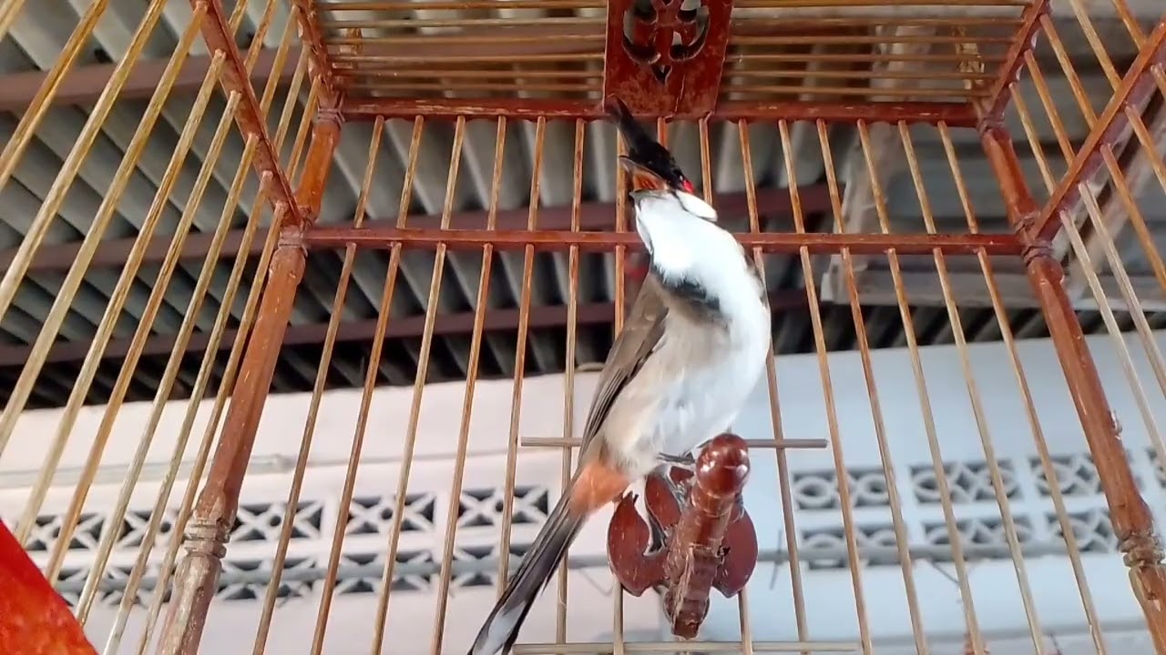 เพลงป่าหลากหลาย นกกรงหัวจุกลาว วัย รุ่นสายปั้น เริ่มเสียงดัง เริ่มยกปีก | บีที