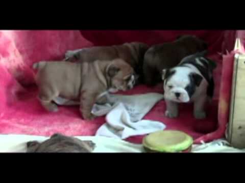 English Bulldog Puppies Chiot Bouledogue Anglais For Sale à
