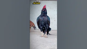 Aseel Murga Tiktok Video Aseel Murga In Action Aseel Murga Shorts Birds Pets 