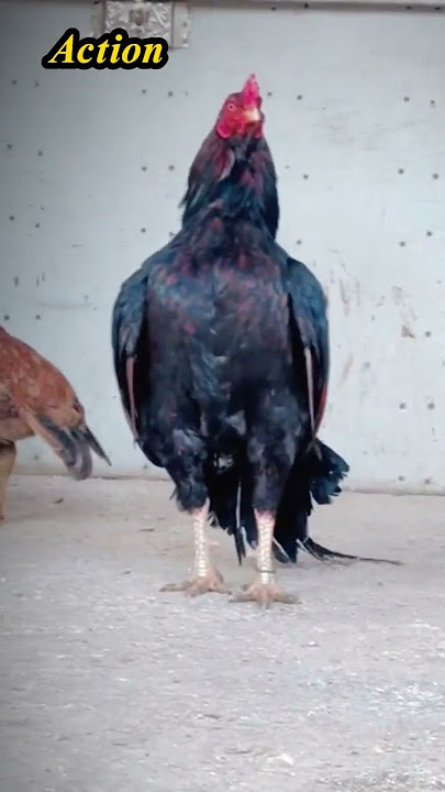 Aseel murga || Tiktok video || aseel murga in action #aseel #murga #shorts #birds #pets