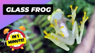 Glass Frog  The SeeThrough Body Frog! | 1 Mintue Animals