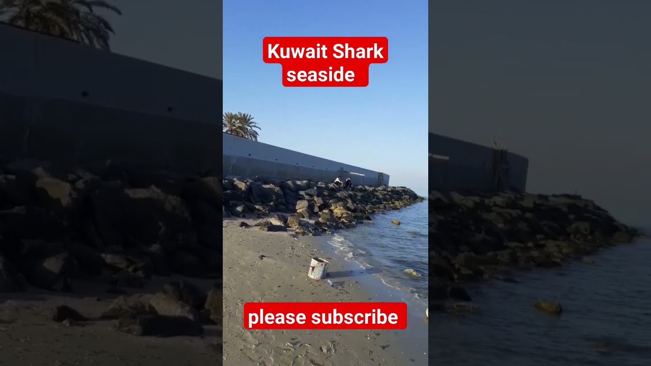Kuwait shark seaside shortsvdieo