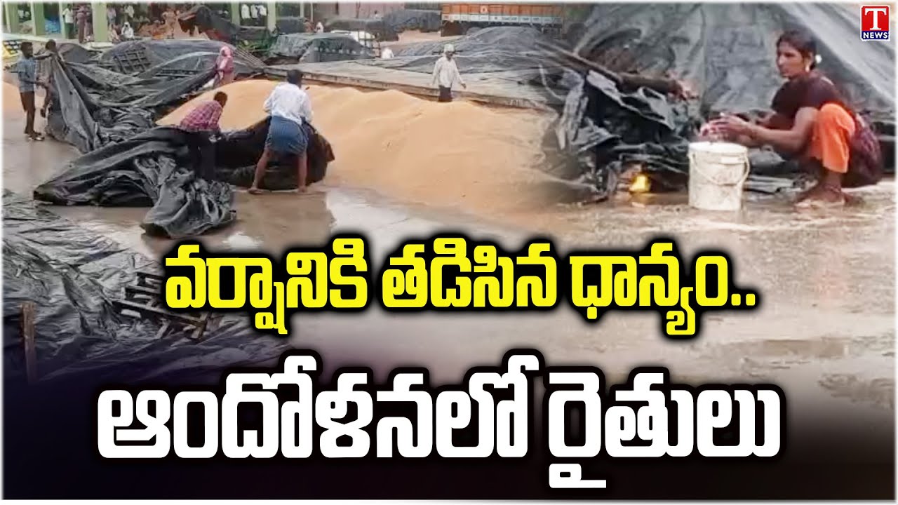 Rains Damage Paddy Crop In Warangal District | T News - YouTube