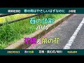 歌詞を読む 小椋佳/春の雨はやさしいはずなのに 春の色彩 坂川/花桃&菜の花   Yoshi10 Koba84  20230323