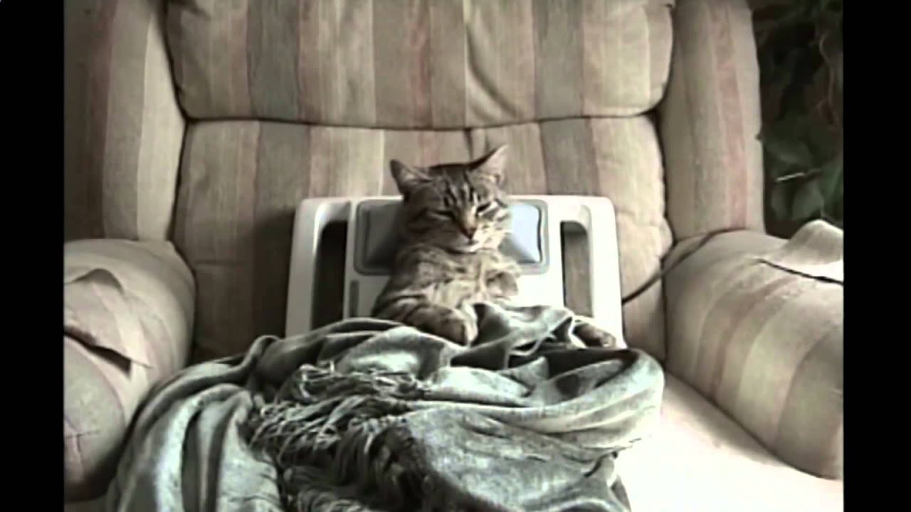 Cute Lazy Cat Gets Relaxing Neck Massage Kitty Gets A Massage YouTube