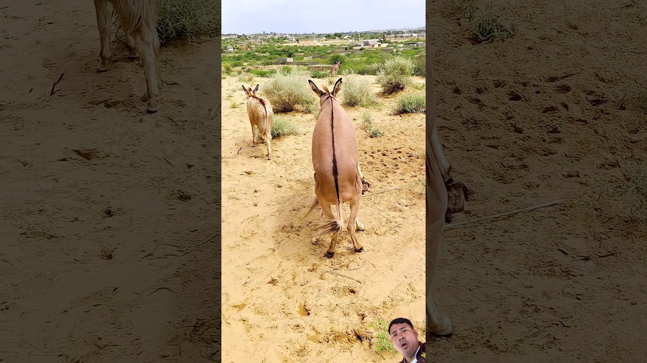 😱😱#donkey #shortvideo #cow #goat #animals #cute #pets #funny #goldenretreiver