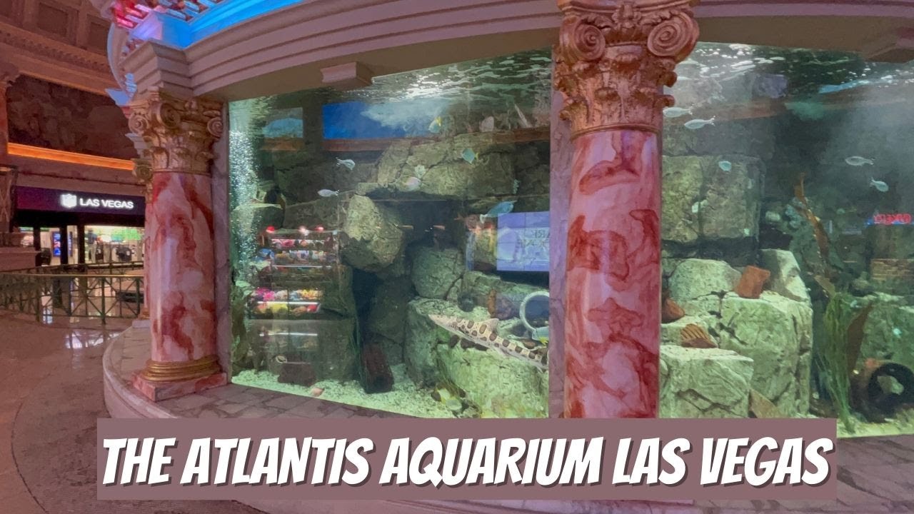 Atlantis Aquarium at the Forum Shops at Caesars Palace Las Vegas, Nevada YouTube