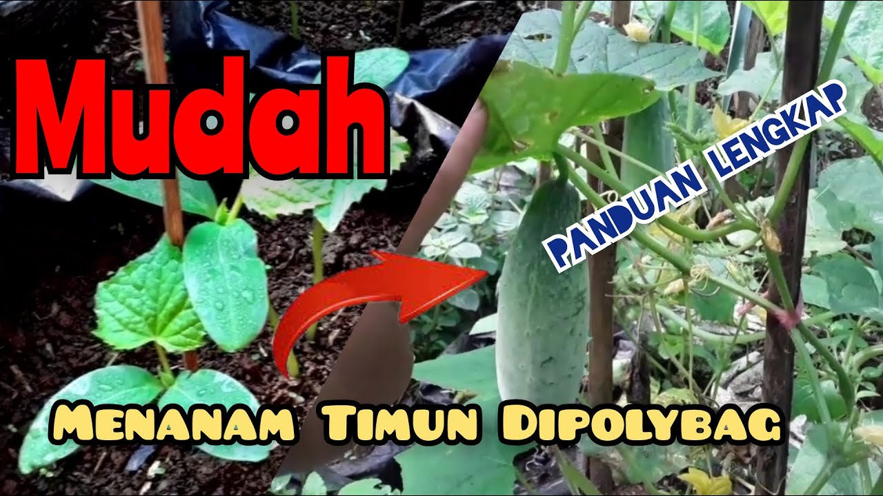 Tanam Timun Dalam Polybag - Panduan Lengkap Sampai Panen