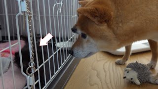 柴犬、子猫を見る目が親心満載だった。