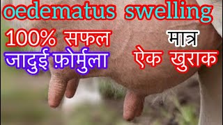 Oedematus Swelling In Cow Udder L थन म सजन क उपचर L Udder Edema L Dr Umar Khan