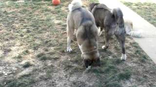 MVI_2343.avi