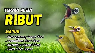 Download Lagu Pleci RIBUT Cocok Buat Terapi Pleci Bahan dan Pancingan Pleci Malas Bunyi MP3