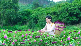 Harvesting Eggplants in Gorgeous Field and Making Pork Ear Salad