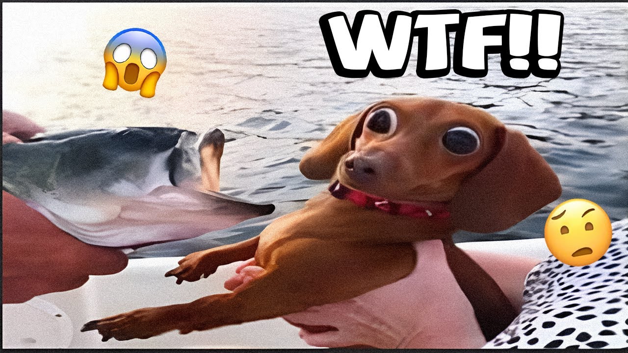 Oops! 🤣 | Dogs Gone Wrong – Funny Dog Fails Compilation 2025 🐶 #5