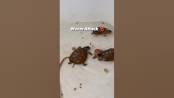 Worm Vs Turtle Fight #shortvideo #mma #fight