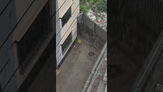 Heavy Rainfall, Bashabo Playground. বাসাবোতে প্রচণ্ড ঝড়বৃষ্টি। #smartphone #techbangla