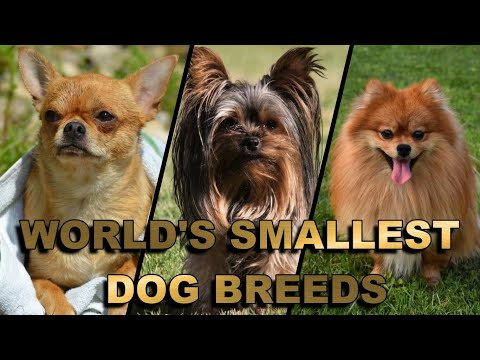 Download Top 10 Smallest Dog Breeds