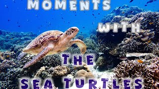 🐢 Sea Turtle: Journey Through the Ocean Currents