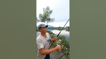 pha đóng cá nhứt nách , câu cá thác lác