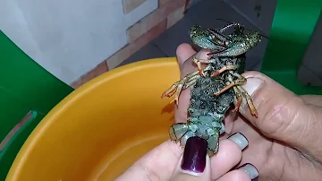Вылупление рачков из икры. Hatched crustaceans