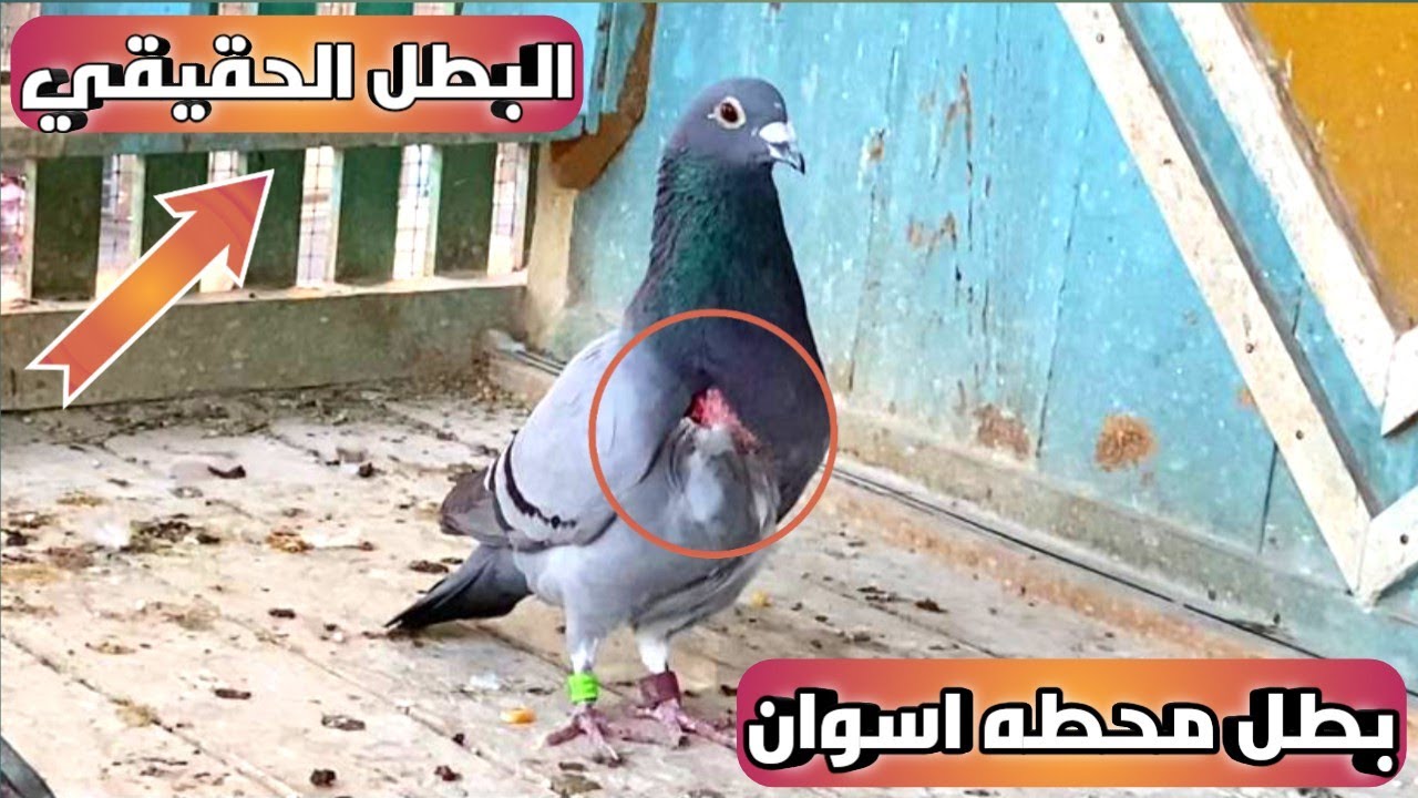 استقبال الحمام الزاجل من سباق محطه اسوان 2025 اللهم بارك