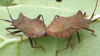 Dock Shield Bug - Coreus marginatus - Mating pair -  Hvannatíta  - Runnatíta - Skordýr - Pöddur