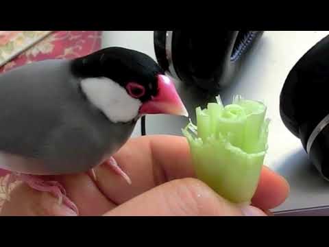 小松菜を一生懸命食べる桜文鳥ほーちゃん文鳥動画 Java Sparrow movie