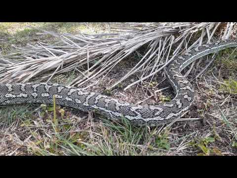 Mystery, coastal carpet python.