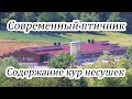 Птичник для кур Самый современный Курятник Бизнес Идея