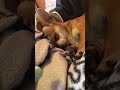 Cuando tu perrito dice no boy trabajar y no Pago biles ni renta 😢#memes #parati #funny #funnyvideos