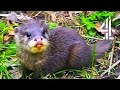 Adorable Otter Pup Gets Lost And The Parents Try To Find Him | The Secret Life Of The Zoo