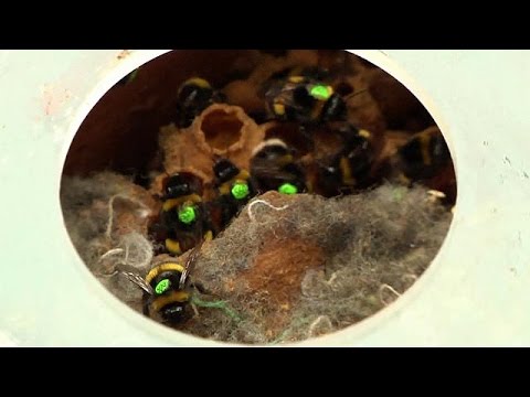 Vídeo: Las Abejas Comenzaron A Desaparecer En Masa: Los Científicos Explicaron Las Razones De - Vista Alternativa