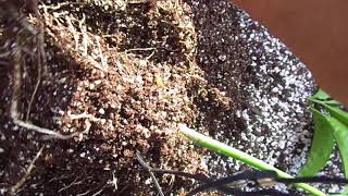 Up-potting amorphophallus titanum seedlings to their own pots