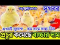11, June 2026 ব্রয়লার ও সোনালী বাচ্চার আজকের বাজার দর মুরগির বাচ্চার পাইকারি বাজার দাম জানুন