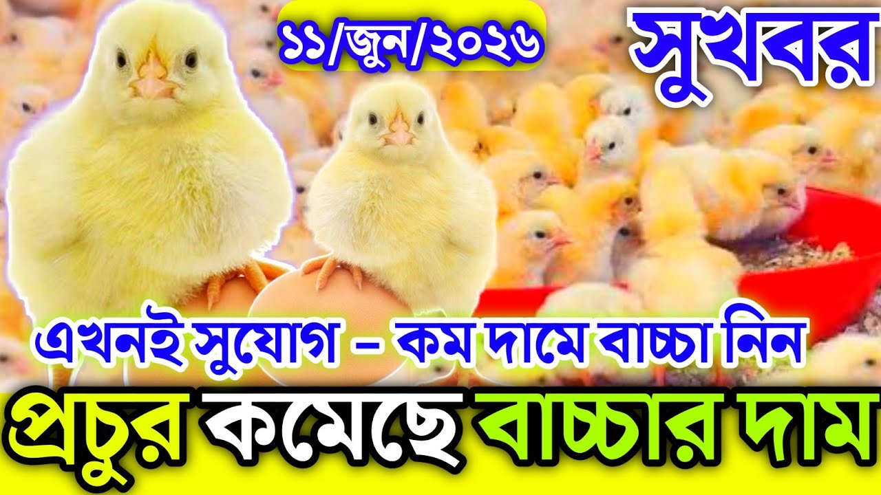 11, June 2026 ব্রয়লার ও সোনালী বাচ্চার আজকের বাজার দর মুরগির বাচ্চার পাইকারি বাজার দাম জানুন