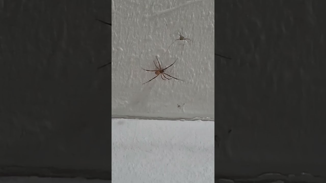 Daddy Long Legs Vs Brown Widows