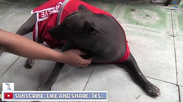 Chó Su Uống Thuốc Bổ Xương Như Ăn Kẹo Khiến Cô Hồng Lo Lắng Bị Ngộ Độc