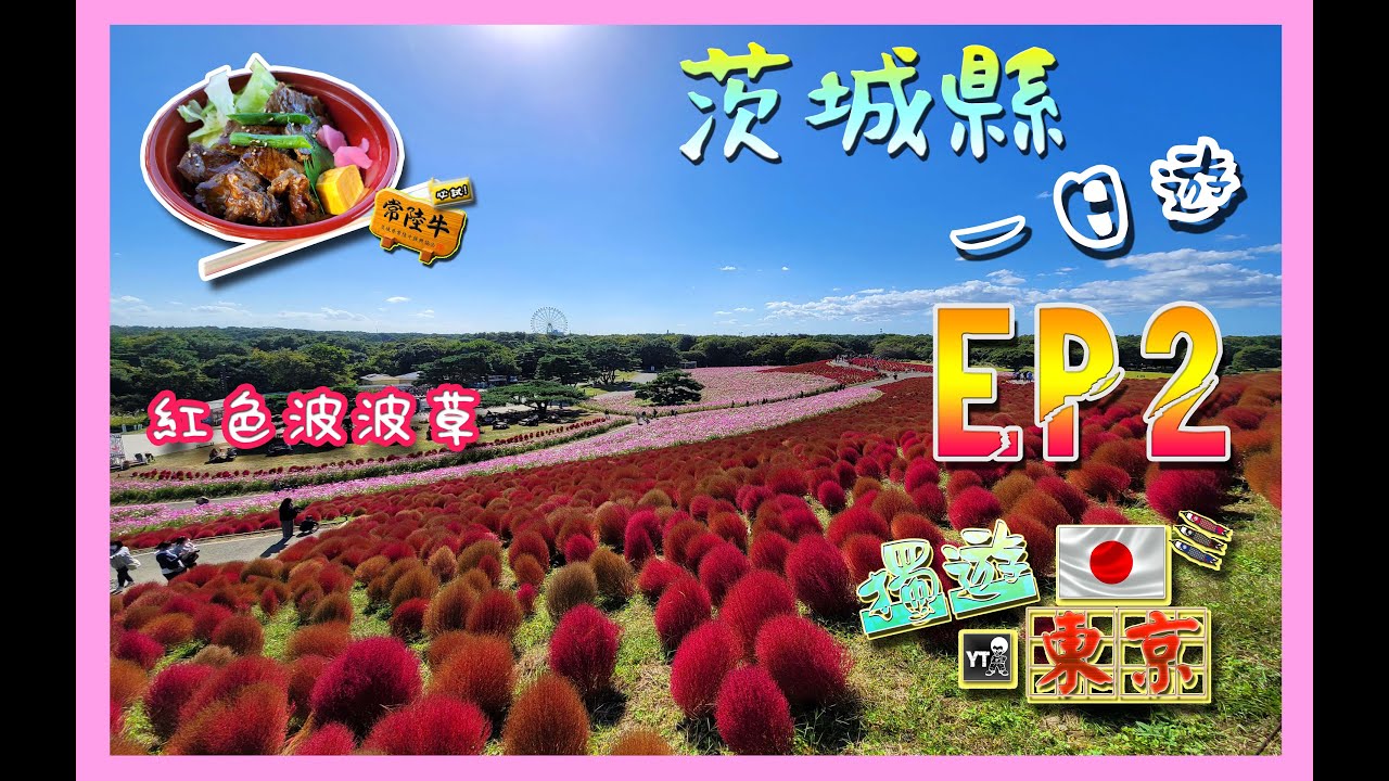 [旅行L] 🧑‍✈️ 獨遊東京 EP2 ✌🏻 茨城縣一日遊!!! (JR售票機買Pass教學,國營常陸海濱公園  紅葉波波草🔴🔴🔴放題!!,快閃日立車站,東京站食美味吉列豬排兼影夜景😻) #japan