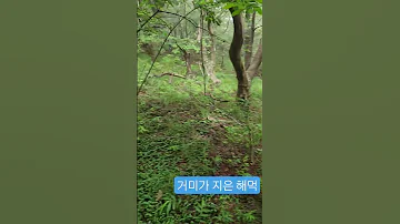 숲길 거미가 지은 거미줄이 2층 해먹이 되었어요 예술이네요 