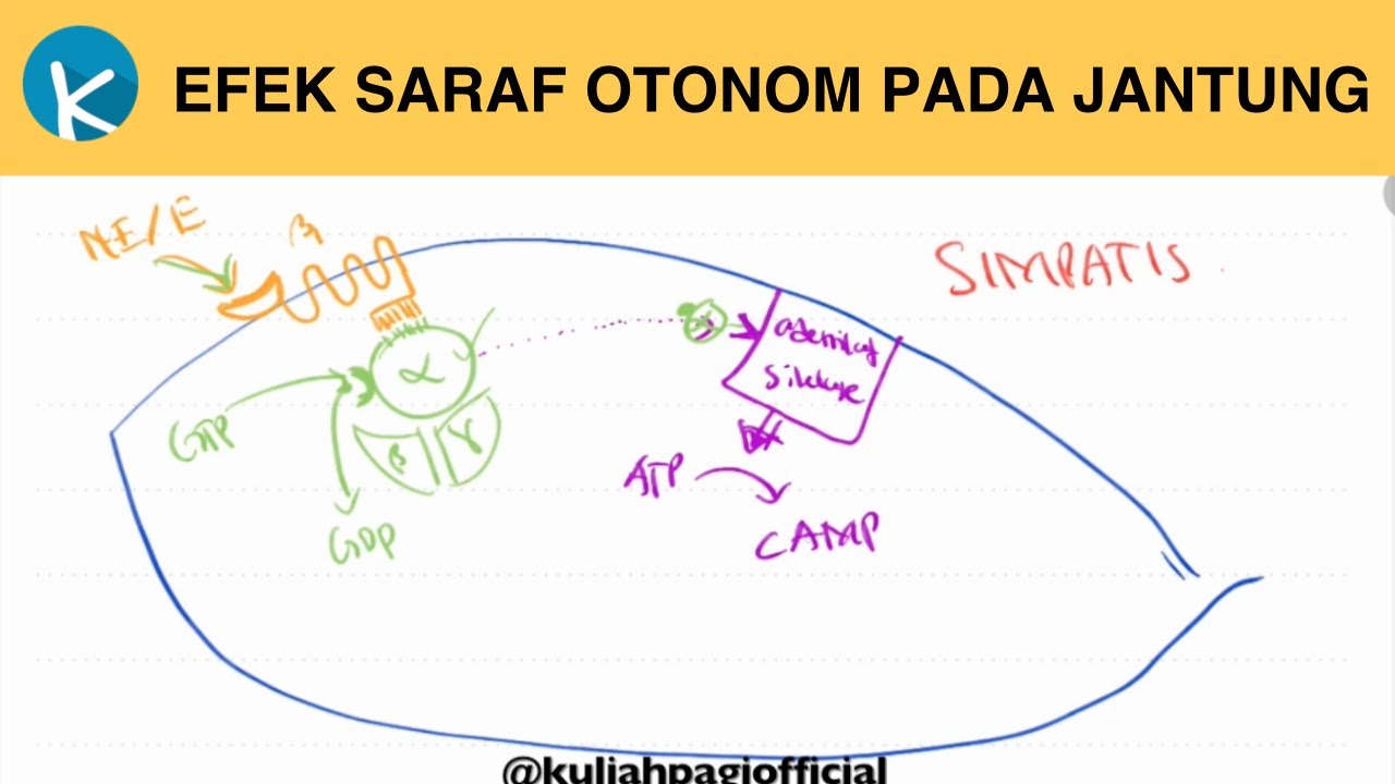 Fungsi Saraf Otonom - Simpatis dan Parasimpatis - Fisiologi Kelistrikan Jantung (4/5)