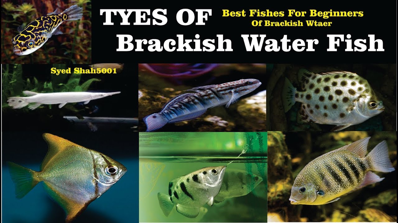 Types of Brackish Water fish #All about 