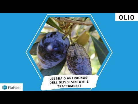Lebbra o antracnosi dell’olivo: sintomi e trattamenti