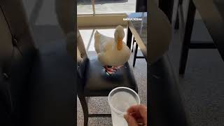 The Cutest Sound You Will Ever Hear