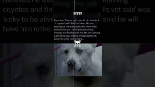 Other Guard Dogs Vs Casper