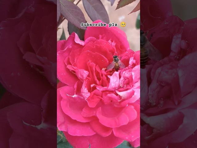Honey Bee and Pink Rose Flower 🔥| Honey Bee hard working 🐝🐝#rosé #flower #trendingsong #shorts #yt class=