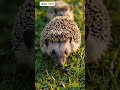 Why Hedgehogs Roll Into Balls #hedgehog #wildlife #animal #animalfacts