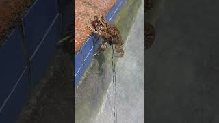 Toad laying eggs